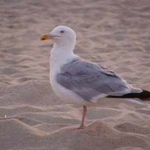 Malreise Sylt I 2015